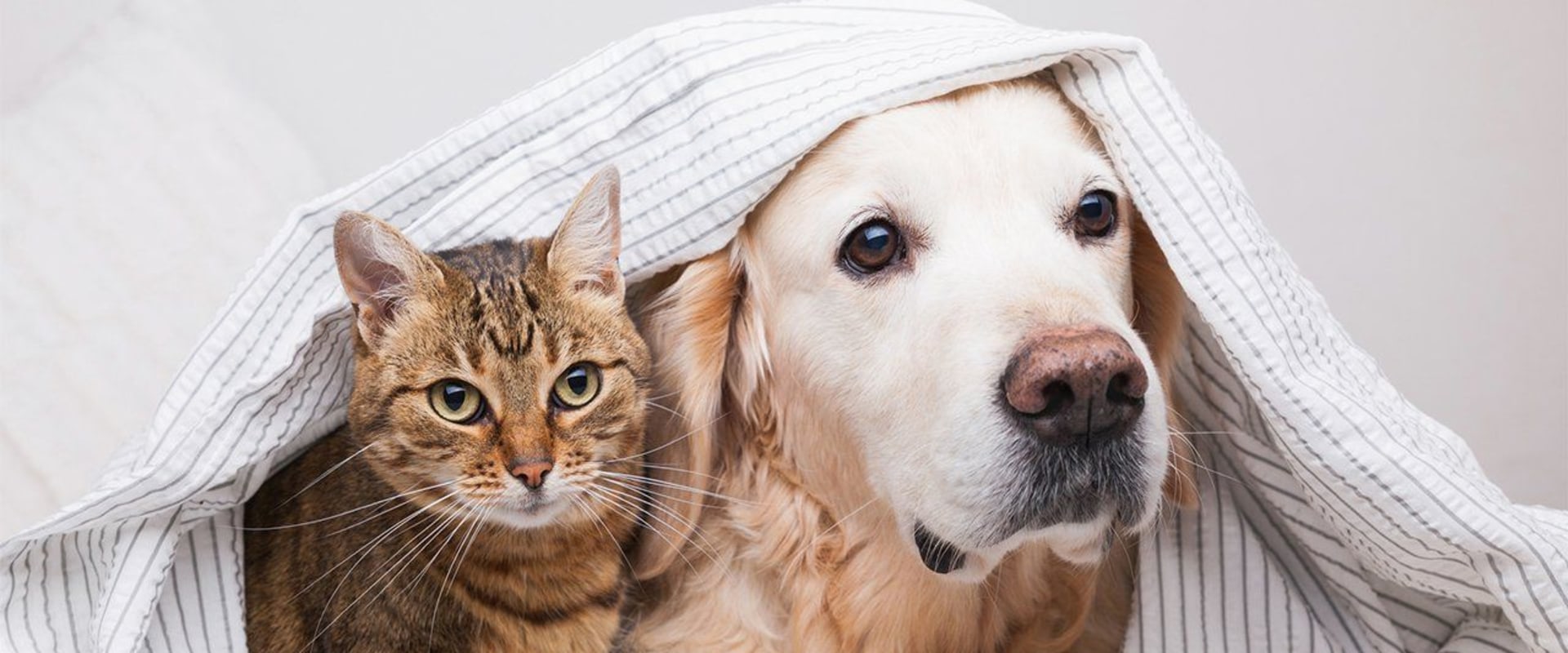 How to Get Rid of Dog and Cat Pet Dander in the House Through HVAC Replacement