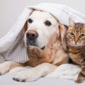 How to Get Rid of Dog and Cat Pet Dander in the House Through HVAC Replacement