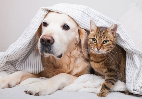 How to Get Rid of Dog and Cat Pet Dander in the House Through HVAC Replacement